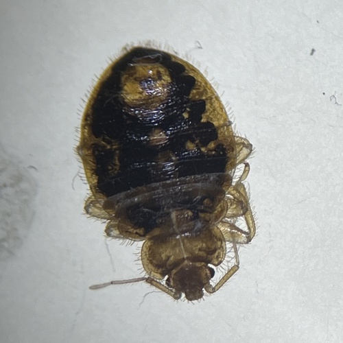 Eastern Bat Bug photo 6