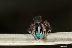 Maratus chrysomelas