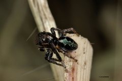 Maratus chrysomelas