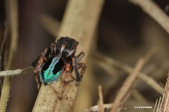 Maratus chrysomelas