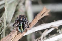 Maratus chrysomelas