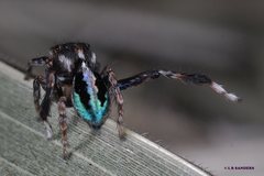 Maratus chrysomelas
