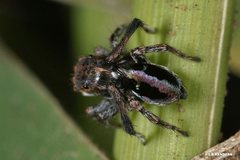 Maratus chrysomelas