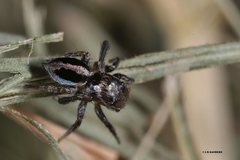 Maratus chrysomelas