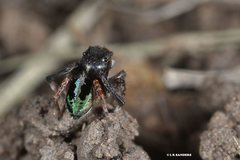 Maratus chrysomelas