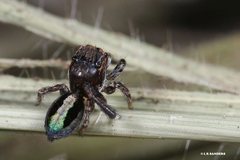 Maratus chrysomelas