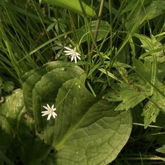 Stellaria longifolia