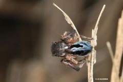 Maratus chrysomelas