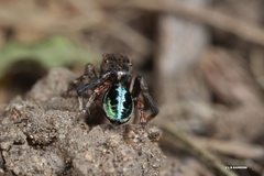 Maratus chrysomelas