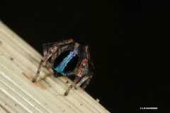 Maratus chrysomelas