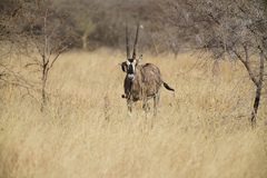Oryx beisa