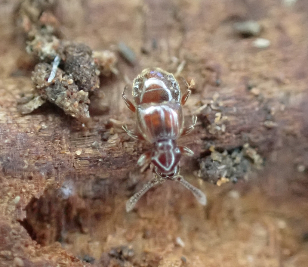 Oropus striatus