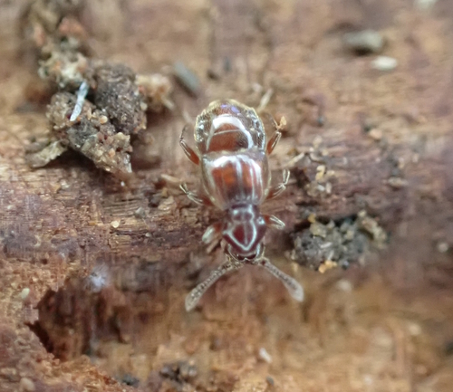 Oropus striatus