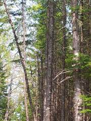 Perisoreus canadensis image