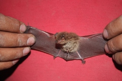 Myotis occultus