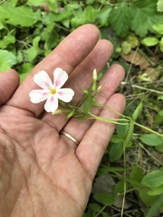 Phlox adsurgens