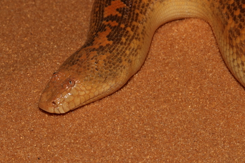 Arabian Sand Boa
