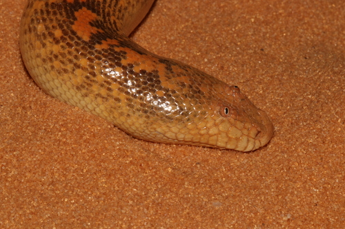 Arabian Sand Boa