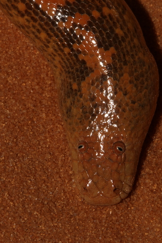 Arabian Sand Boa