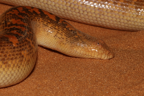 Arabian Sand Boa