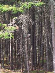 Perisoreus canadensis image