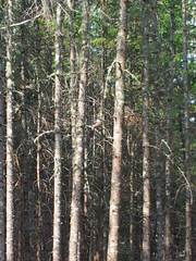 Perisoreus canadensis image