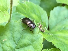 Platyceroides infernus