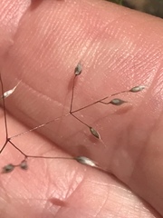 Aira elegans