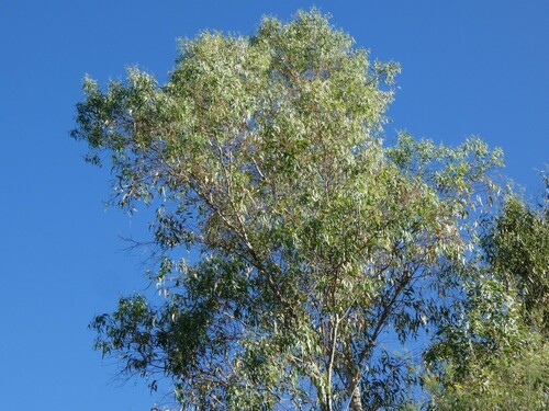 Avistamiento Eucalyptus camaldulensis