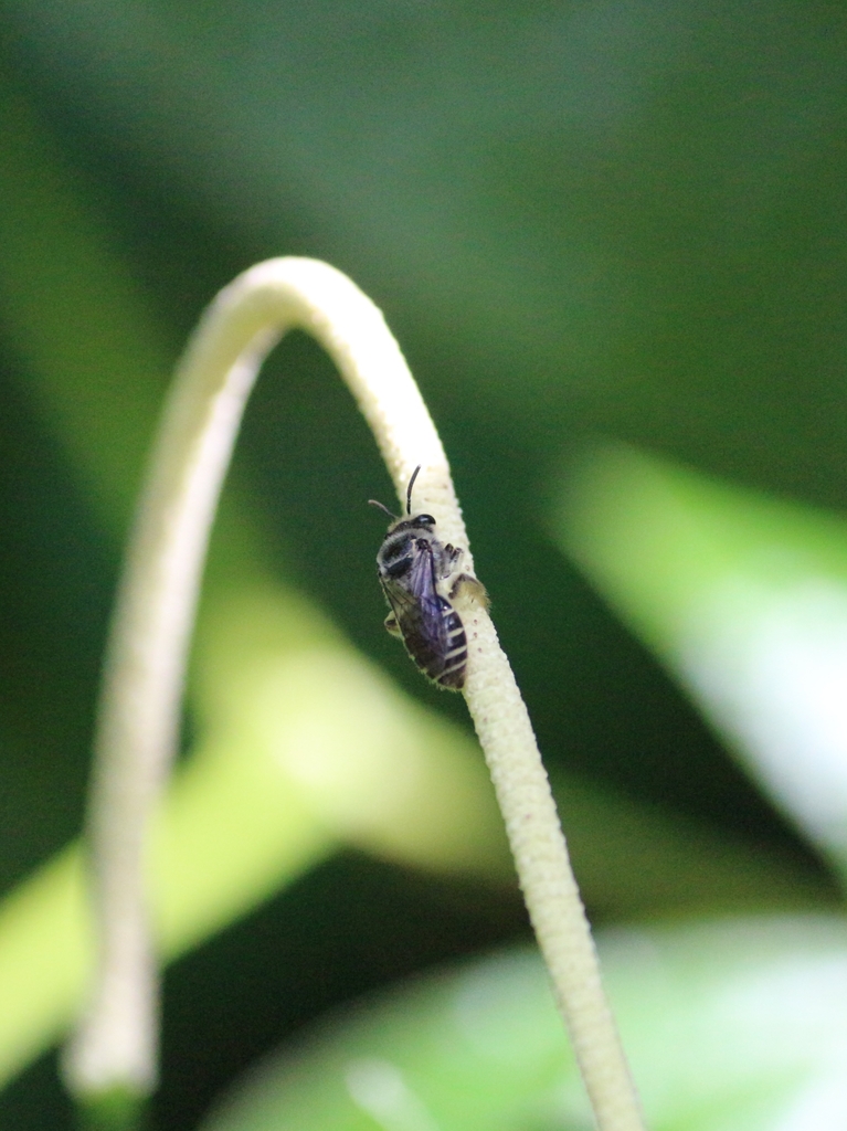 Colletes petropolitanus