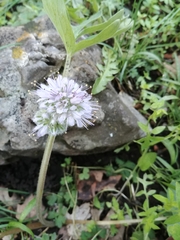 Hydrophyllum capitatum
