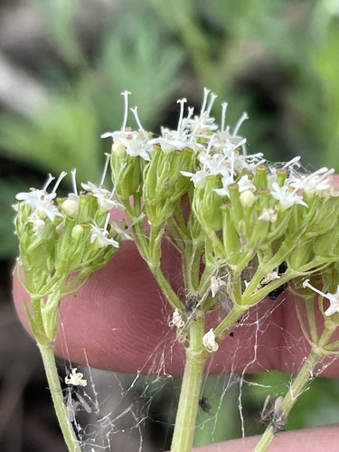 Image of Valeriana occidentalis by (c) crothfels, some rights reserved (CC BY)