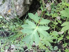 Hydrophyllum capitatum