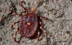 Amblyomma triguttatum