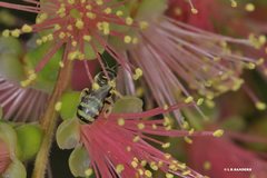 Ceylalictus perditellus