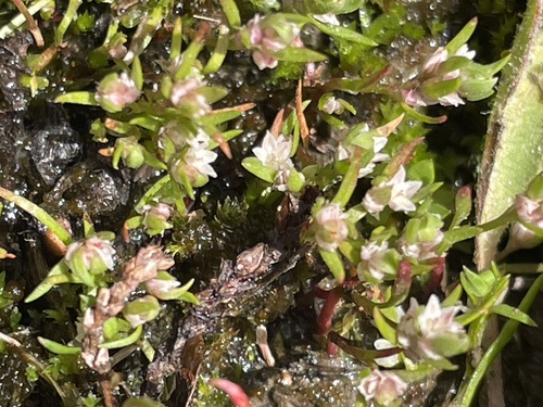 Image of Milkwort knotweed by (c) crothfels, some rights reserved (CC BY)