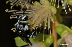 Thyreus caeruleopunctatus