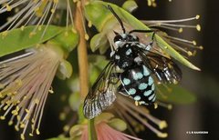 Thyreus caeruleopunctatus