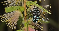 Thyreus caeruleopunctatus