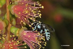 Thyreus caeruleopunctatus