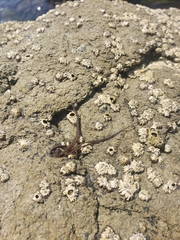 Nemalion elminthoides