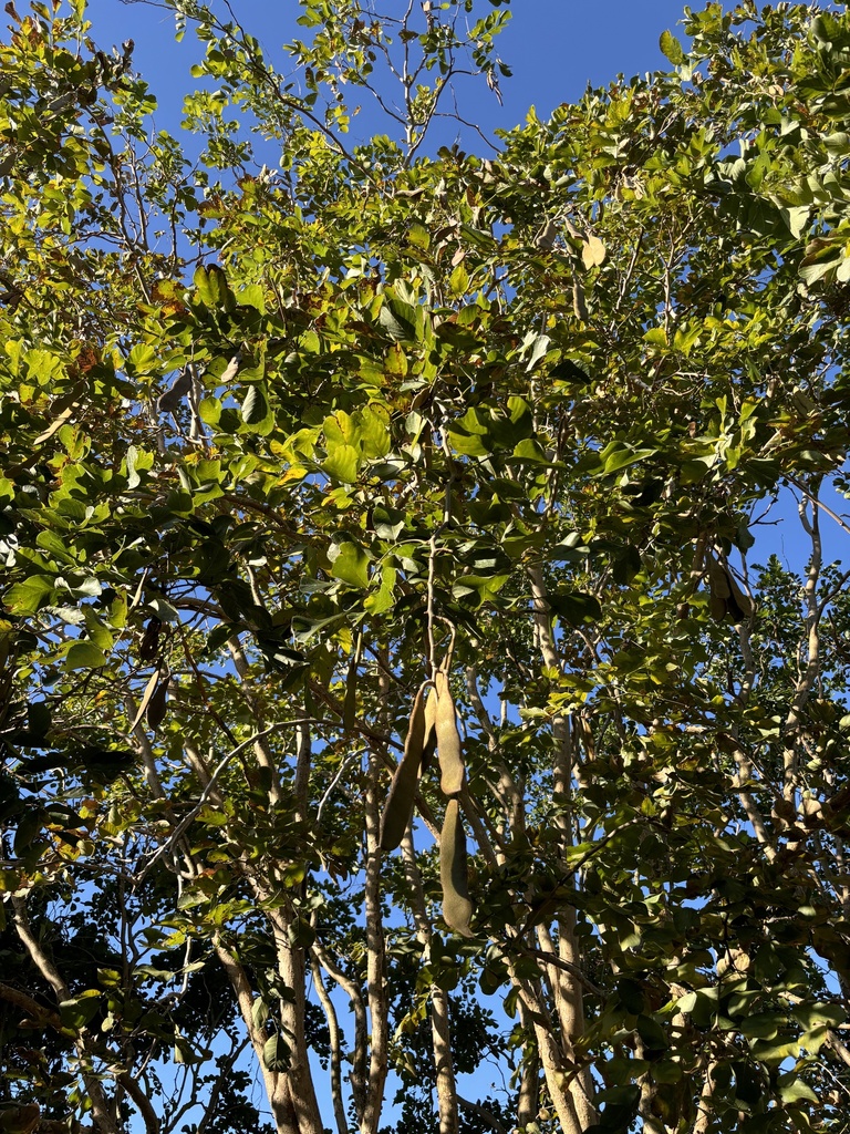 Millettia stuhlmannii (Panga Panga)