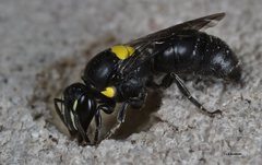 Hylaeus nubilosus