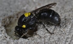 Hylaeus nubilosus