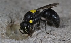 Hylaeus nubilosus