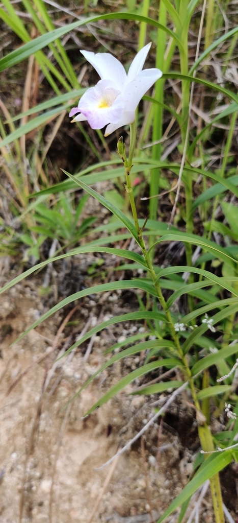Arundina graminifolia subsp. caespitosa