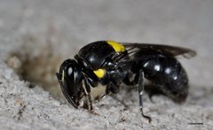 Hylaeus nubilosus