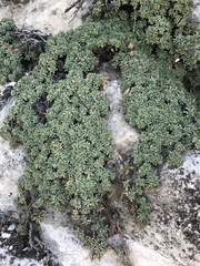 Petrophytum caespitosum