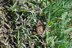Pelophylax kurtmuelleri