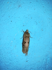 Cryptaspasma